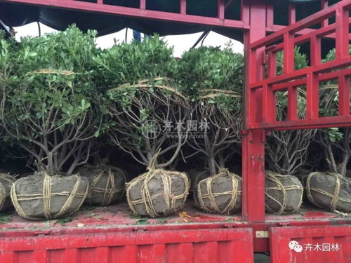 海桐球在園林綠化中的多功能應(yīng)用——卉木園林景觀工程實踐解析